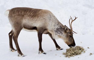 Nordic Reindeer Hide - The Rug Quarter